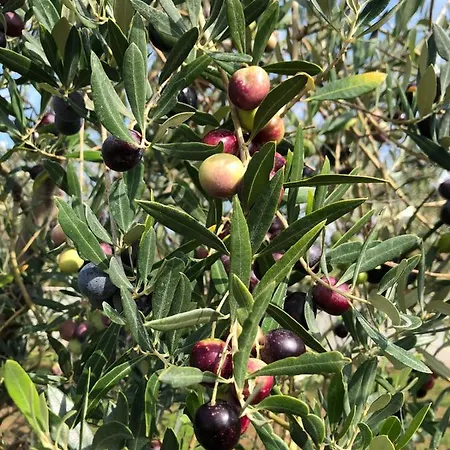 Villa Casa Julia Kaštelir