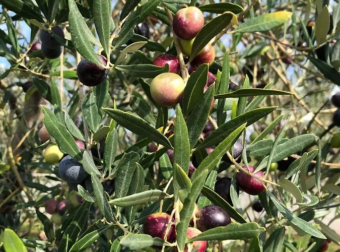 Vila Casa Julia Kastelir